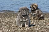 DOGUE DU TIBET 092